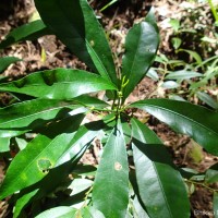 Excoecaria oppositifolia Griff.